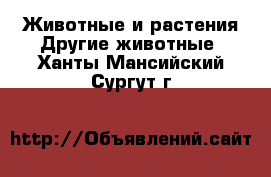 Животные и растения Другие животные. Ханты-Мансийский,Сургут г.